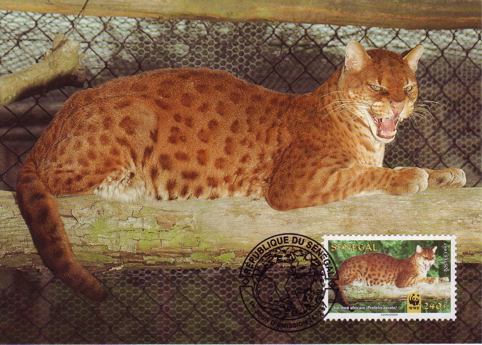 Африканская Золотая кошка (Caracal aurata)